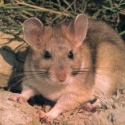 Woodrat's Avatar